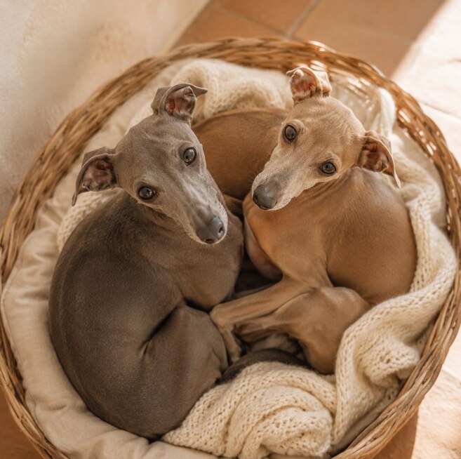 Cosmo and Lune, Beatrice’s two Italian Greyhounds, resting together in their basket